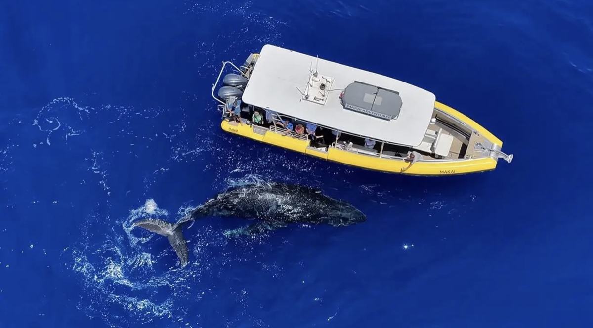 A humpback whale surfacing beside MAKAI, the yellow Makai Adventures boat, seen from above