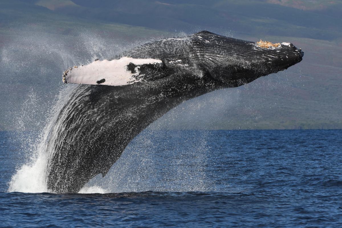 A humpback whale breaching off West Maui