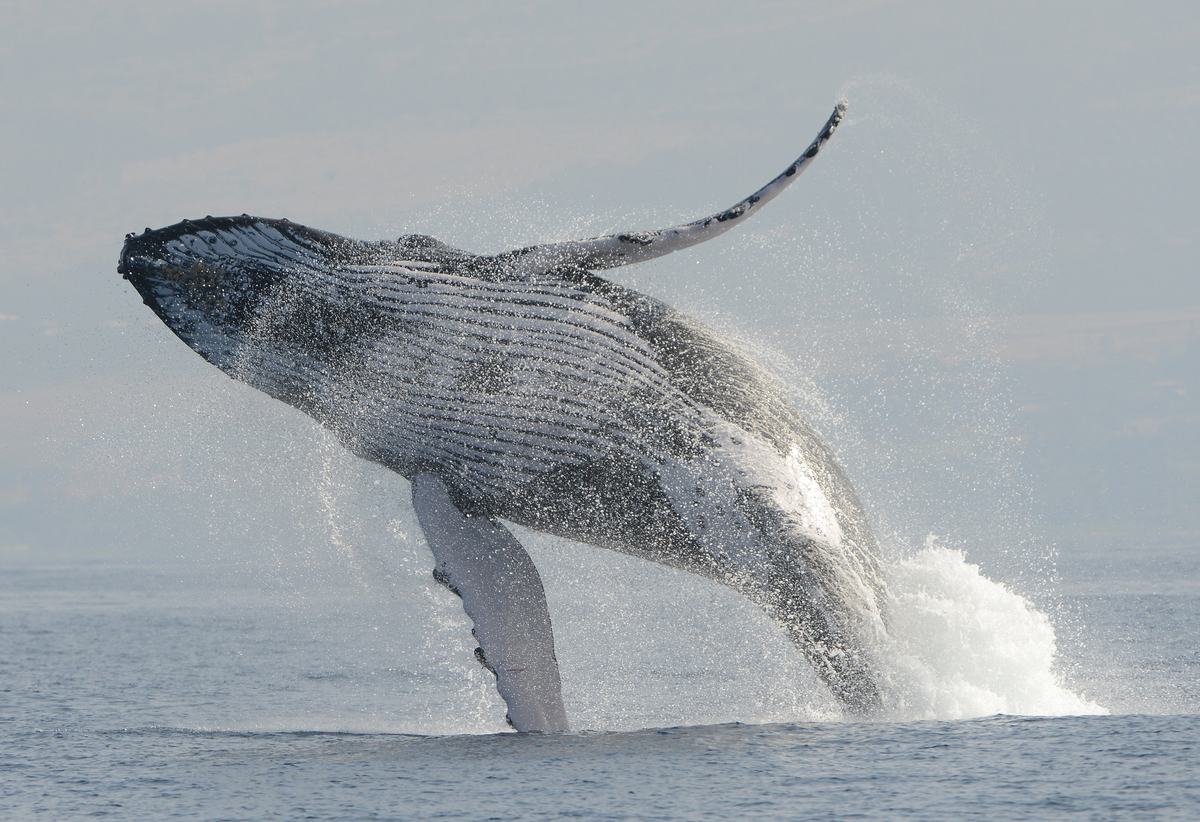 A humpback whale breaching with a pectoral fin raised