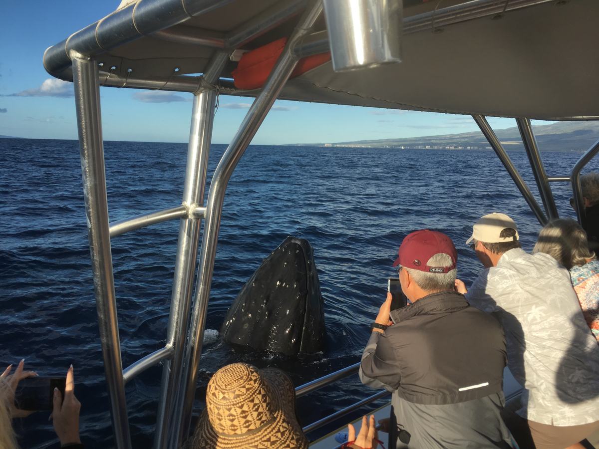 Guests watching a humpback surface right beside the boat