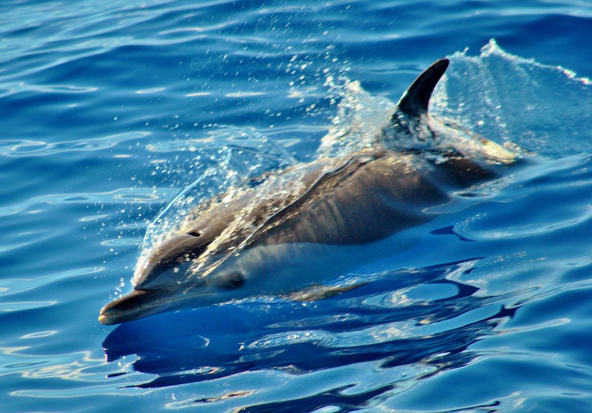 A Hawaiian spinner dolphin surfacing in bright blue water