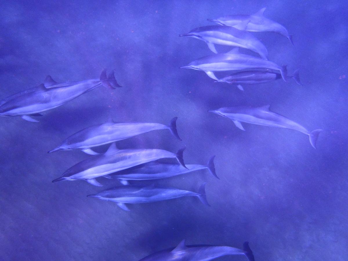 A pod of spinner dolphins swimming together underwater