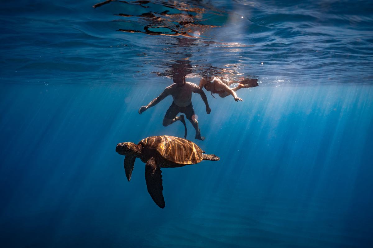 Snorkelers above a green sea turtle