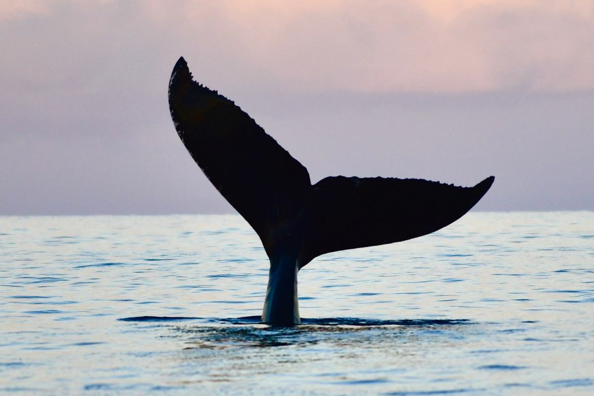 A humpback whale’s tail fluke lifting above calm water at dusk