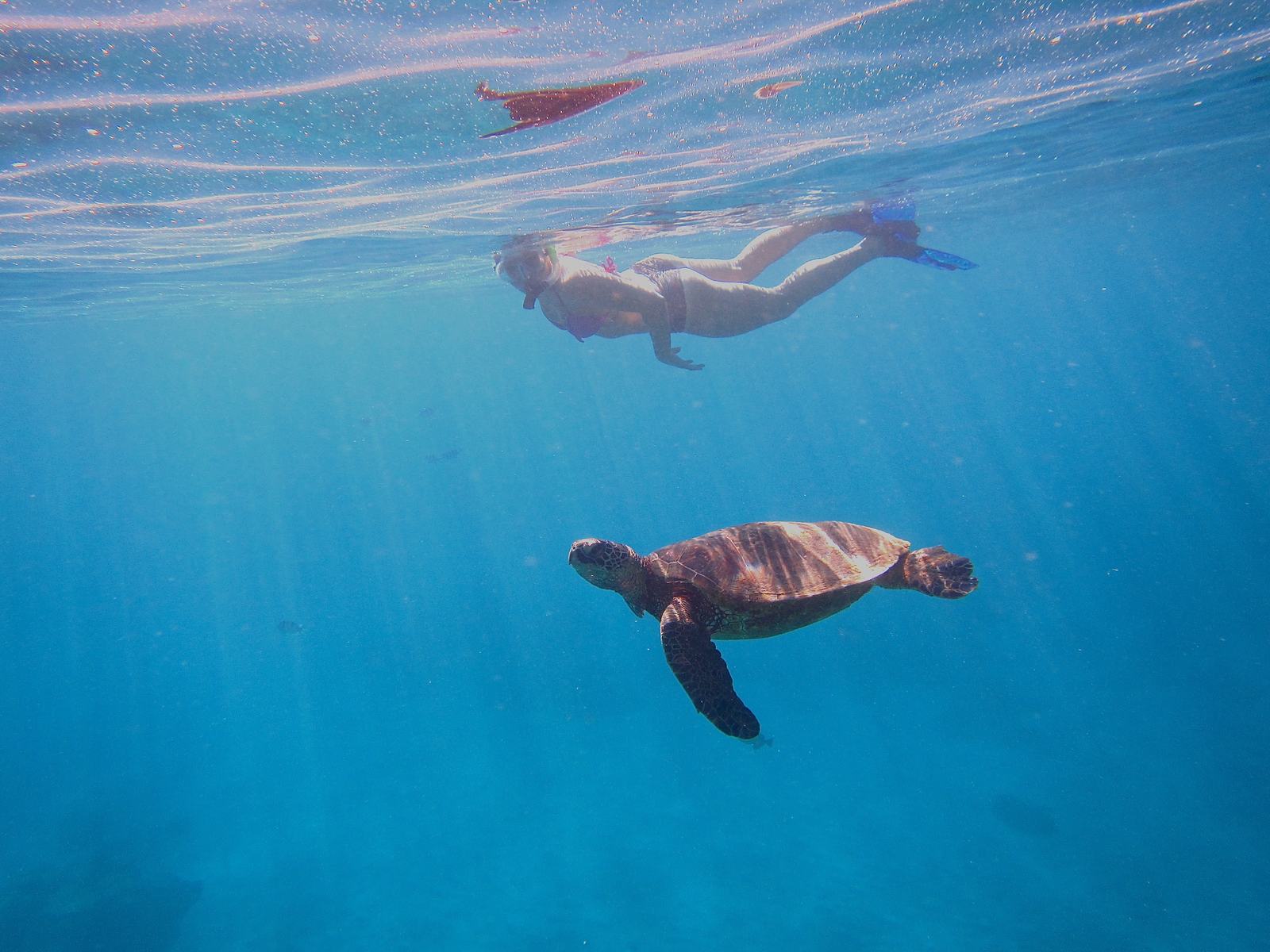 Turtle Image In Text Snorkel with Turtles in West Maui | Makai Adventures