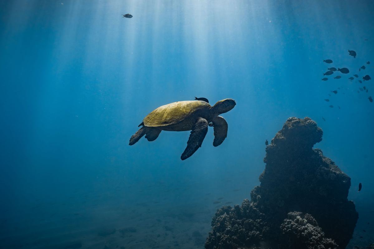 A green sea turtle swimming over the reef with sunbeams in the water
