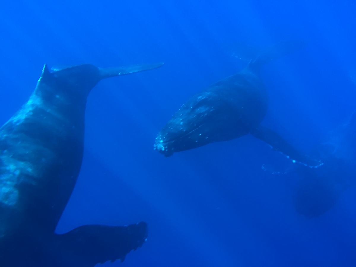 Two humpback whales gliding underwater in deep blue