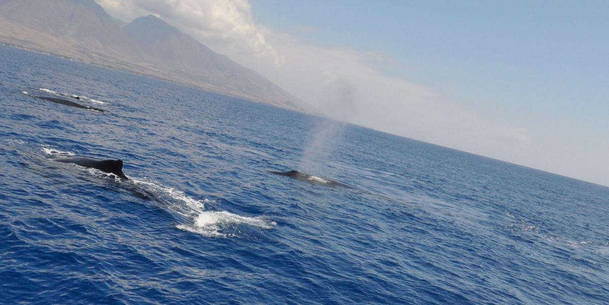 A humpback’s blow, a column of mist rising beside the whale, off West Maui