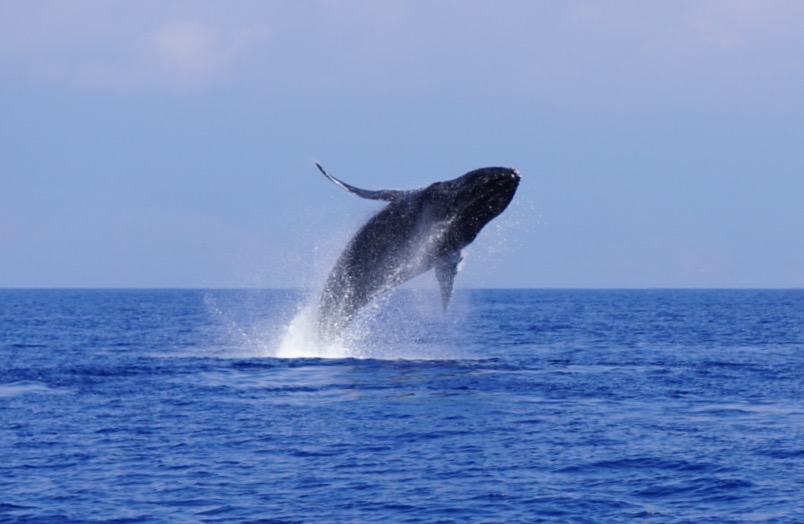 A humpback whale breaching clear of the water