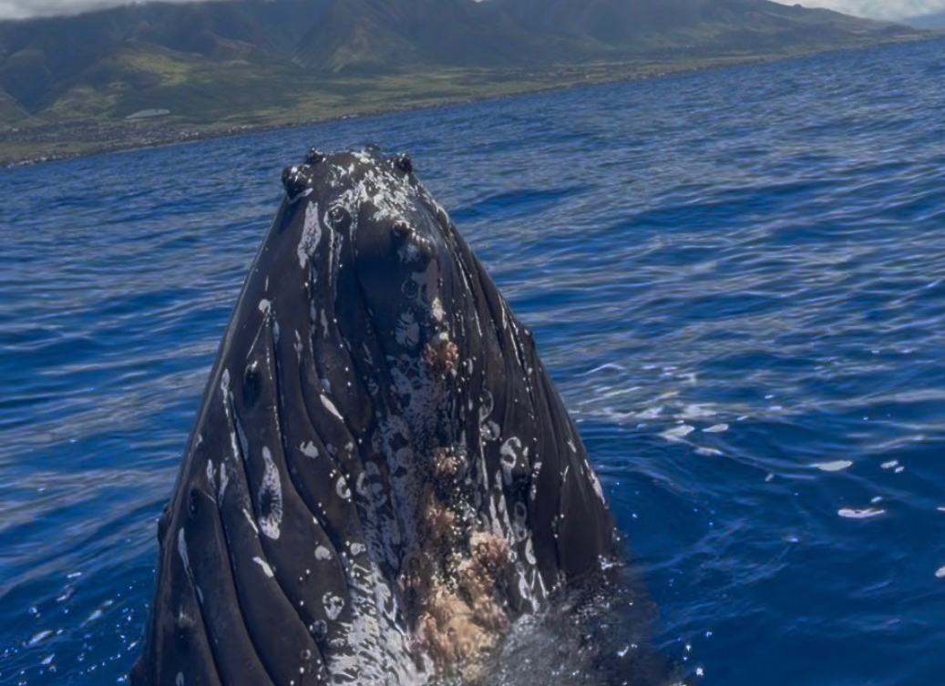 A curious humpback calf lifting its head out of the water right beside the boat