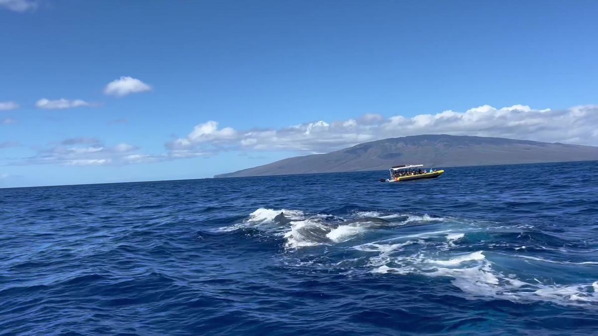 A competition pod of humpbacks churning white water off West Maui, with Lāna‘i behind