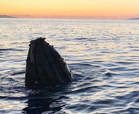 A humpback lifting its head out of the water right beside the boat at sunset