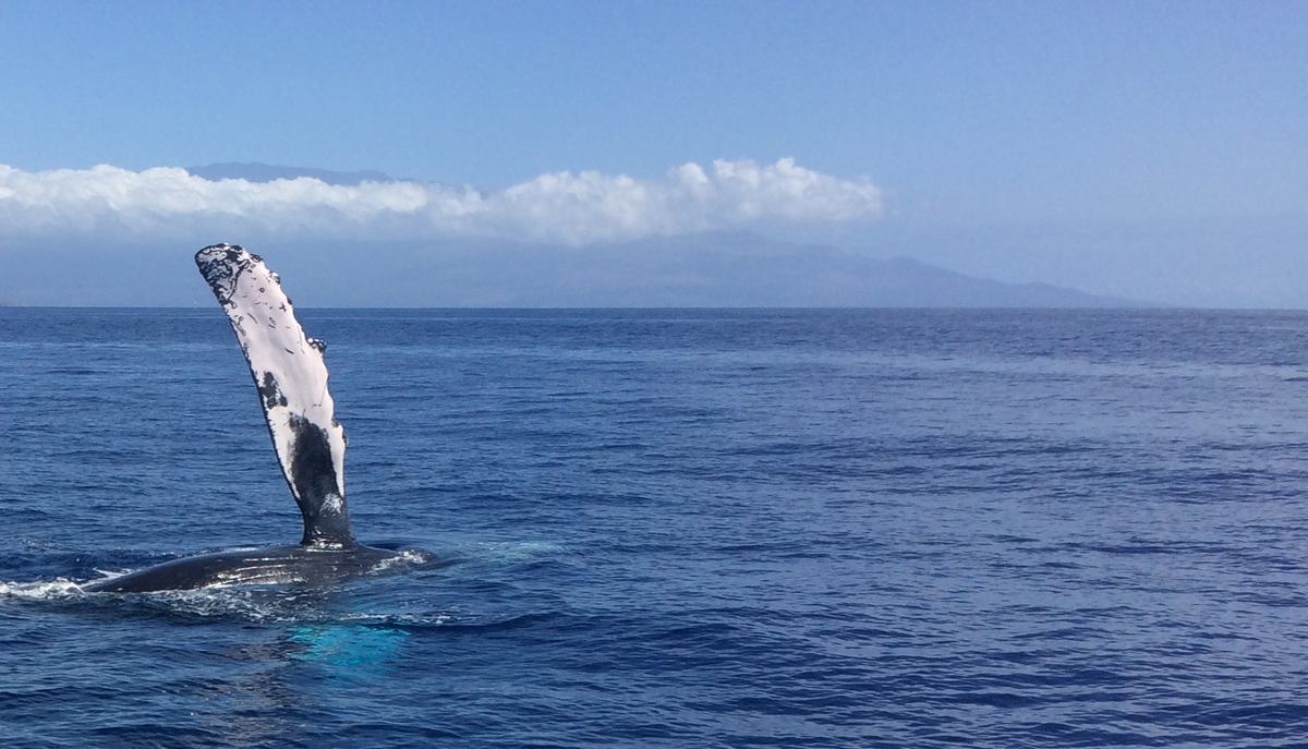 A humpback on its side with one long white pectoral fin raised out of the water